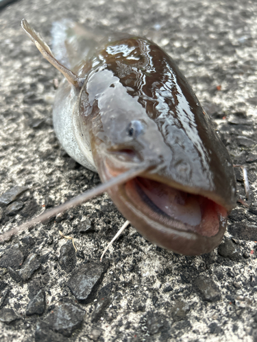 ナマズの釣果