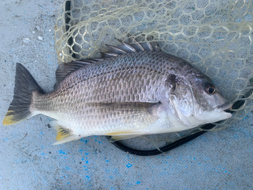 キビレの釣果