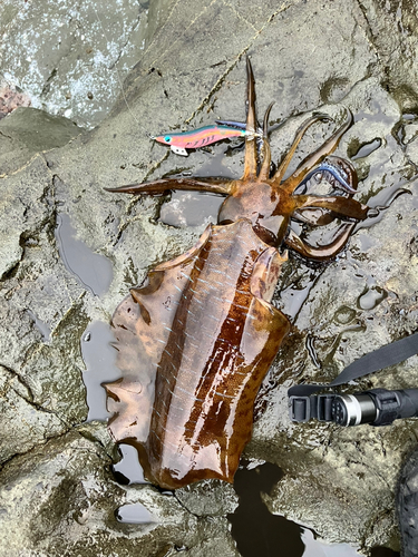 アオリイカの釣果