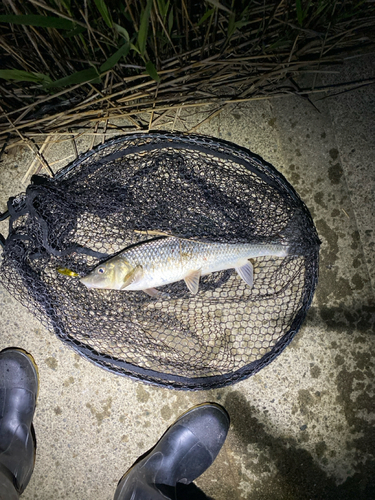 ニゴイの釣果