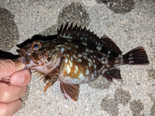 カサゴの釣果