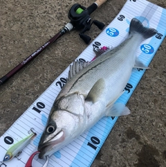 シーバスの釣果