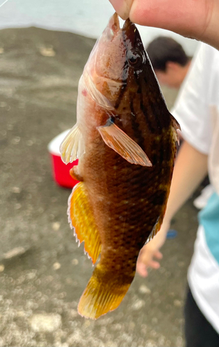 アカササノハベラの釣果