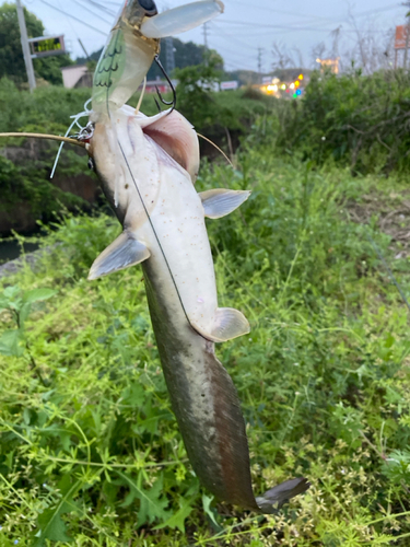 ナマズの釣果