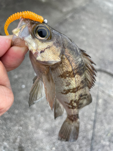 アカメバルの釣果