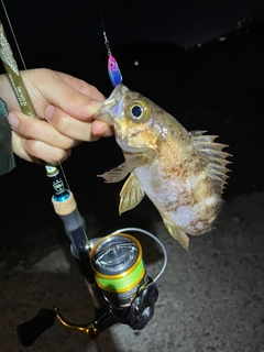 メバルの釣果