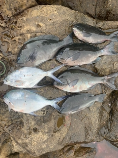 オナガグレの釣果