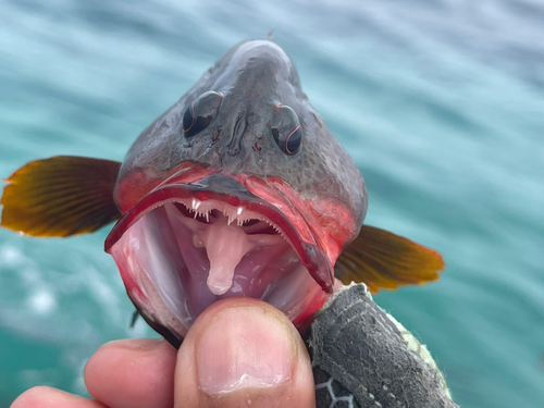 ニジハタの釣果