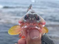 アカハタの釣果