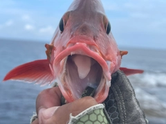 ヒメフエダイの釣果