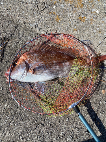 マダイの釣果