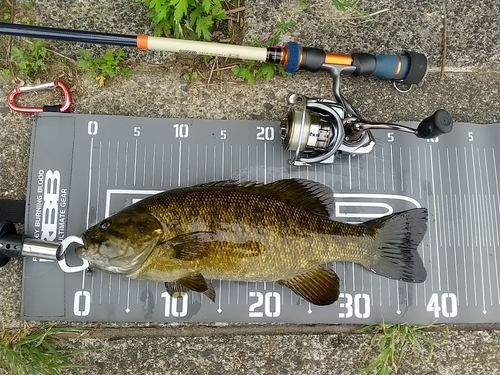 スモールマウスバスの釣果