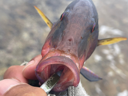 オジサンの釣果