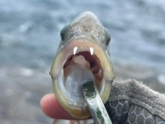 ヒトスジモチノウオの釣果