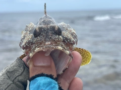 イシガキハタの釣果