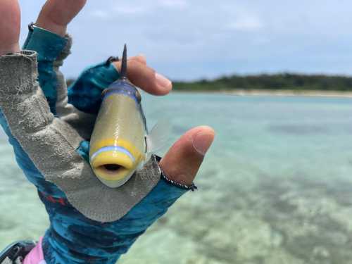 ムラサメモンガラの釣果