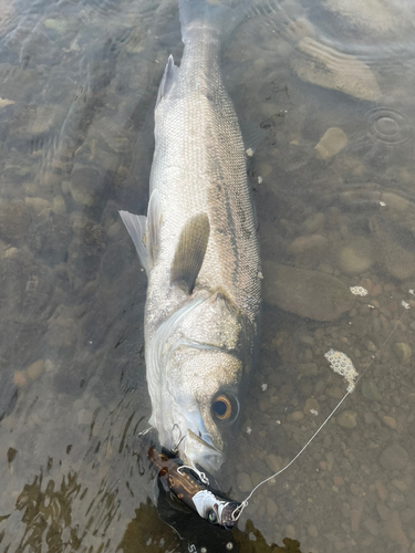 スズキの釣果