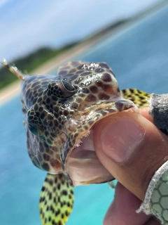 カンモンハタの釣果