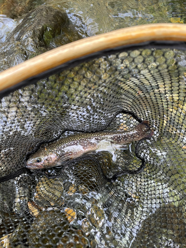 イワナの釣果