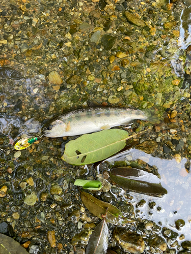 ヤマメの釣果