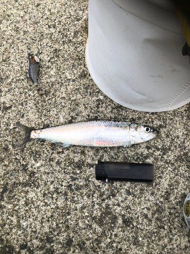 イワシの釣果