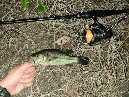 ラージマウスバスの釣果