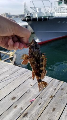 カサゴの釣果