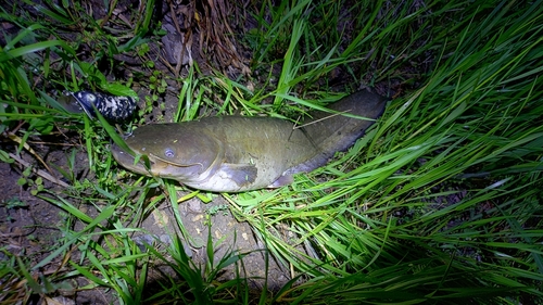 ナマズの釣果