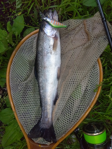 ニジマスの釣果