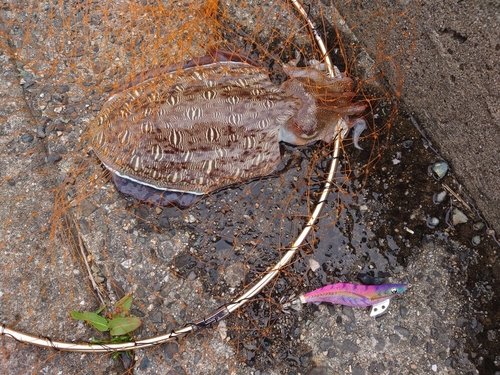 コウイカの釣果