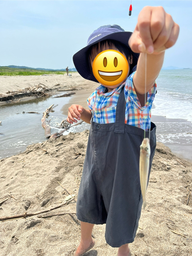 キスの釣果