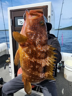 キジハタの釣果