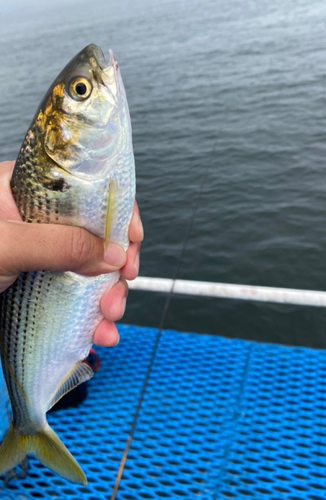 コノシロの釣果