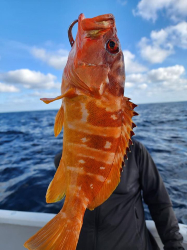 アカハタの釣果