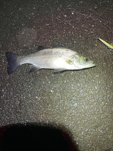 セイゴ（マルスズキ）の釣果