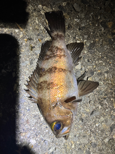 メバルの釣果