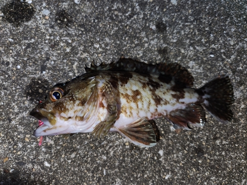 カサゴの釣果