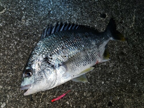 キビレの釣果