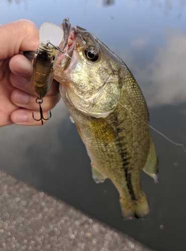 ラージマウスバスの釣果