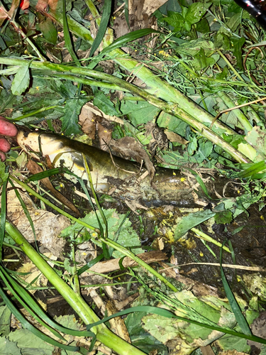 ナマズの釣果