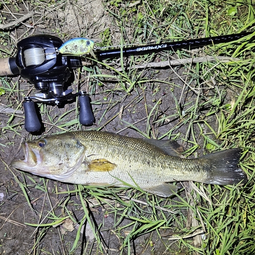 ブラックバスの釣果