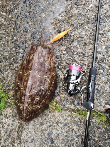 モンゴウイカの釣果