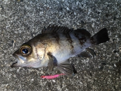 メバルの釣果