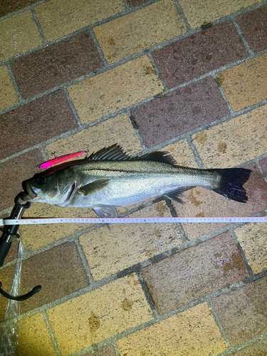 シーバスの釣果