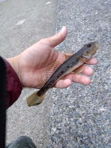 マハゼの釣果