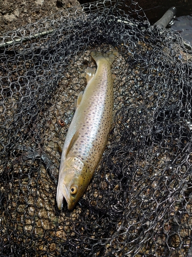 ブラウントラウトの釣果