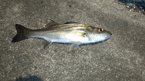 セイゴ（マルスズキ）の釣果