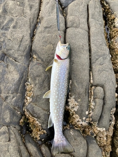 アメマスの釣果