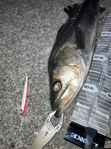 シーバスの釣果