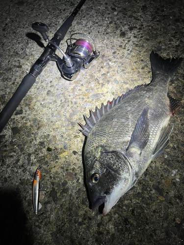 チヌの釣果